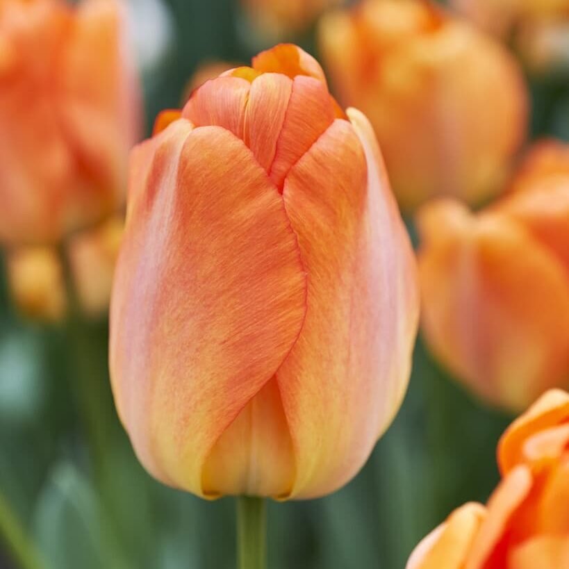Darwin tulipaner - Løgbutikken