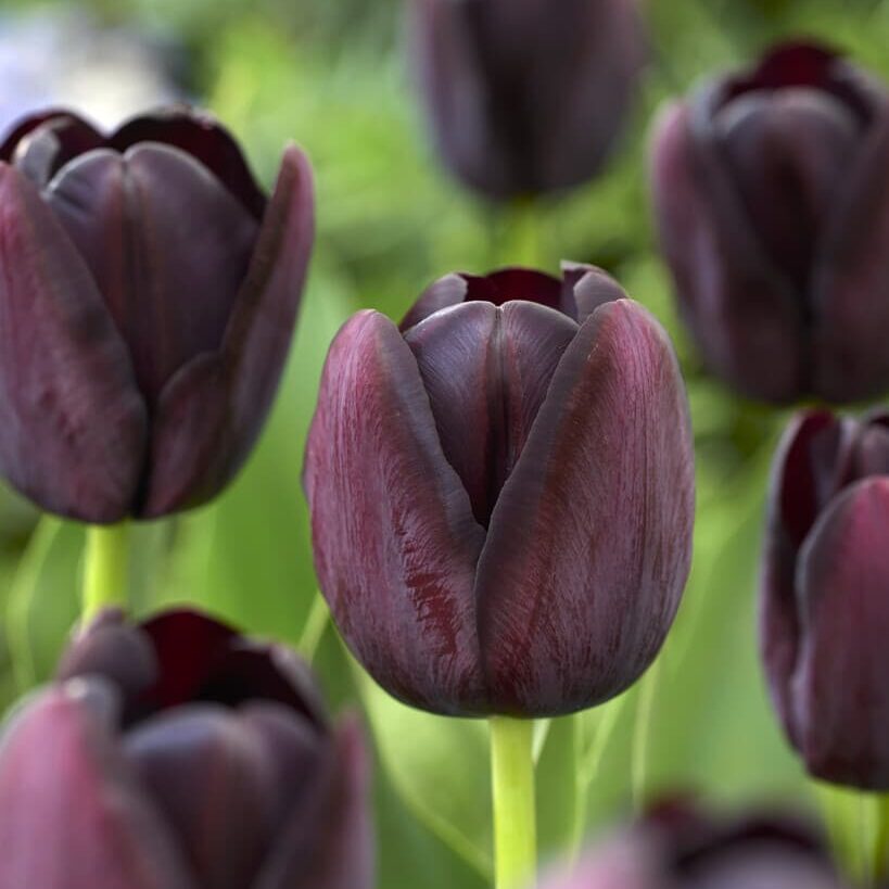 Enkel sen blomstrende