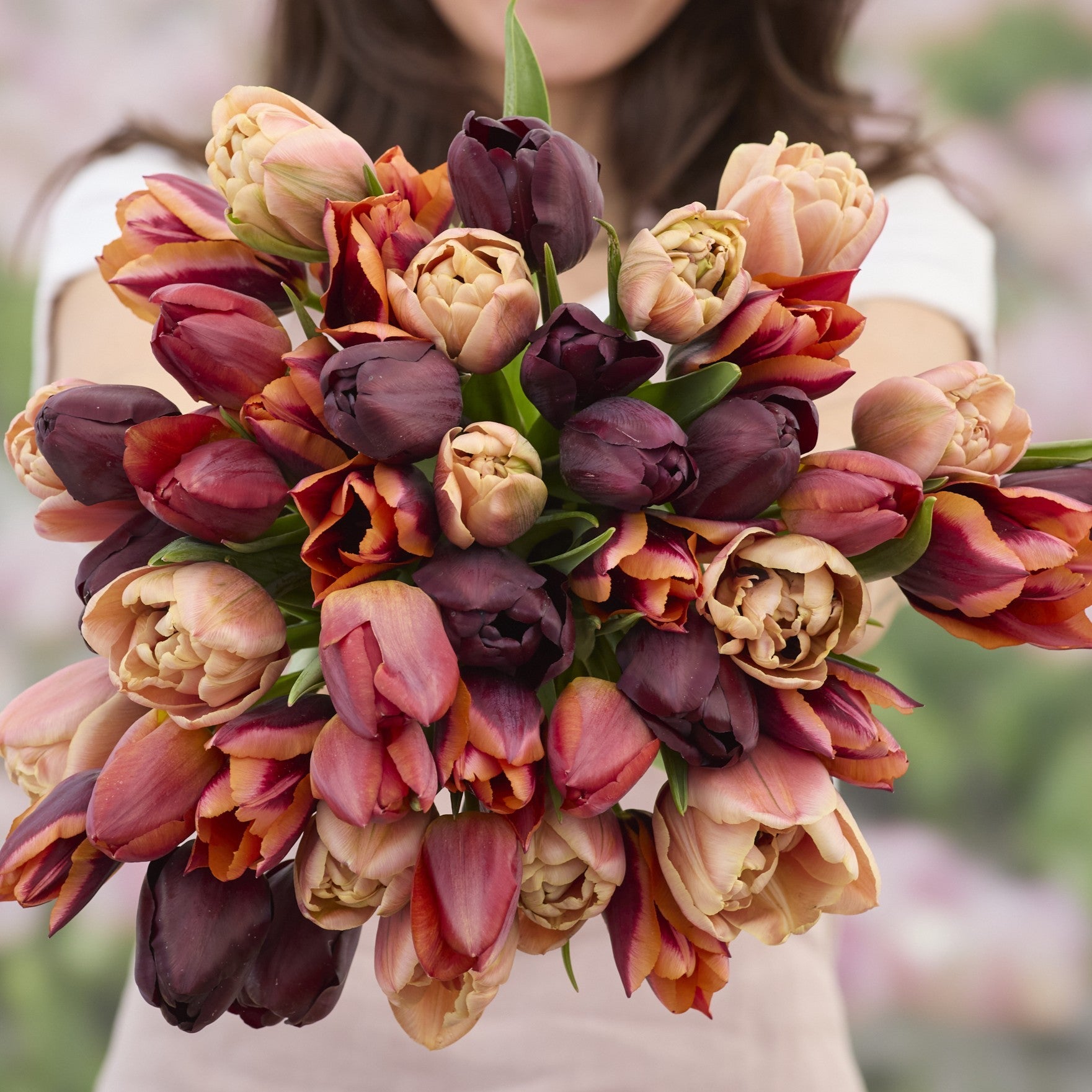 Tulipan Blandinger Luxus - Løgbutikken