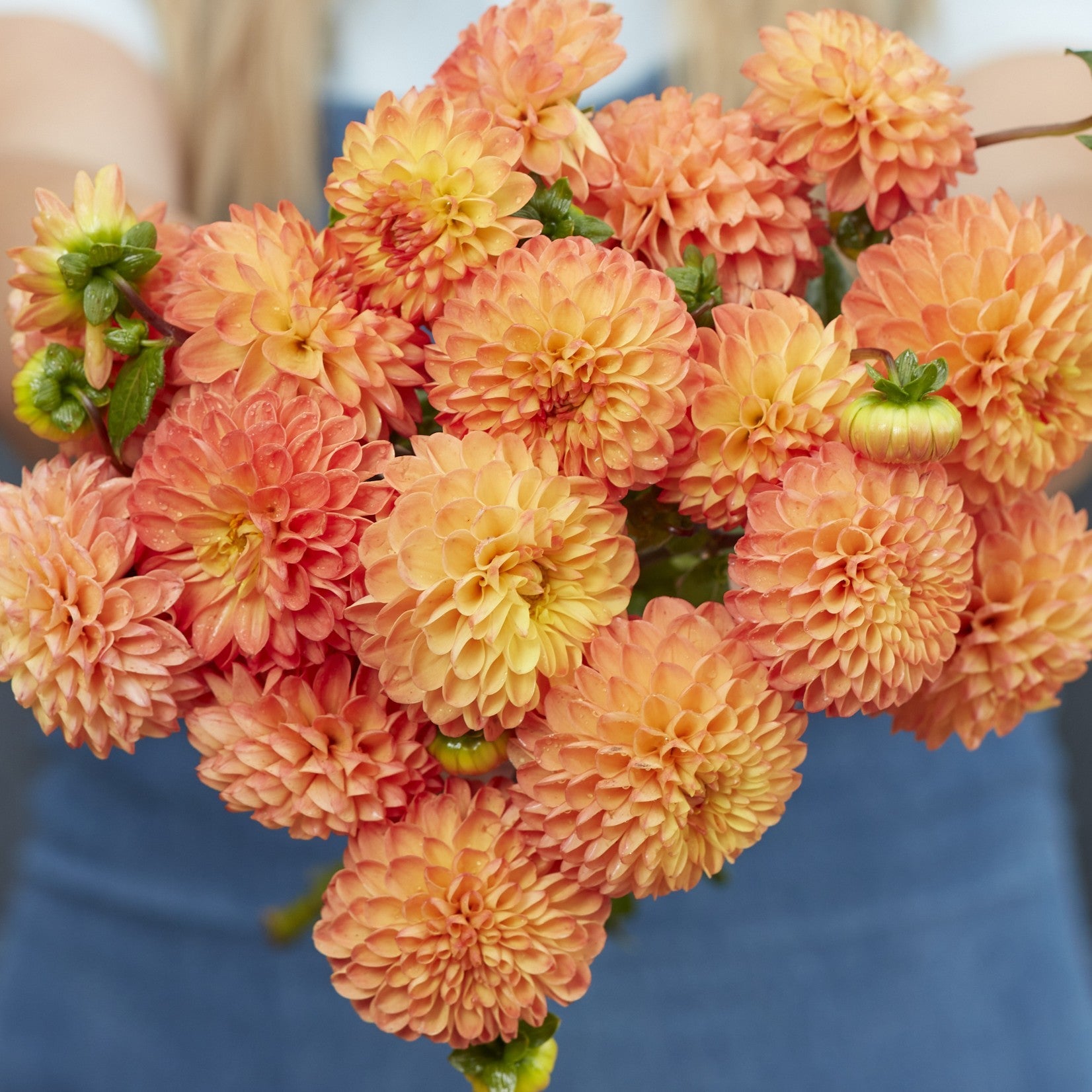 Dahlia Pompon - Løgbutikken