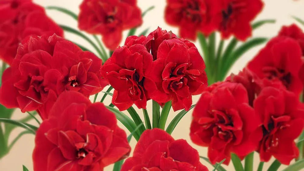 Amaryllis - Løgbutikken