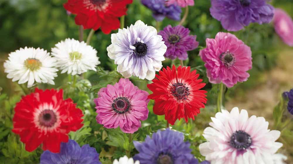 Anemoner - Løgbutikken