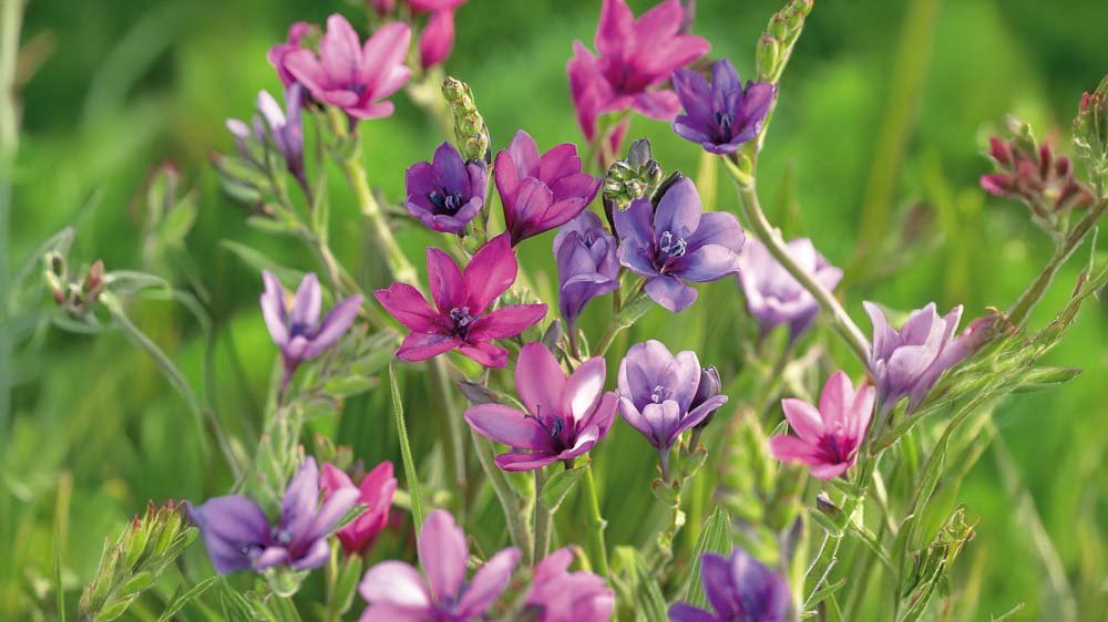 Bavianblomster - Løgbutikken