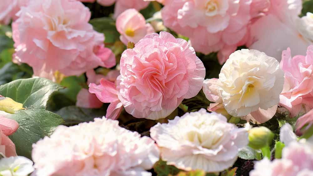 Begonia - Løgbutikken