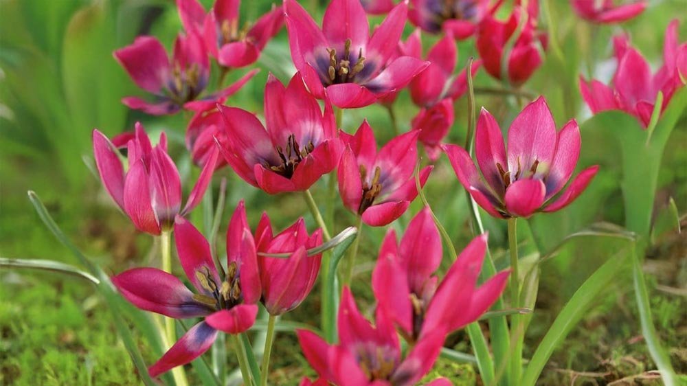 Botaniske tulipaner - Løgbutikken