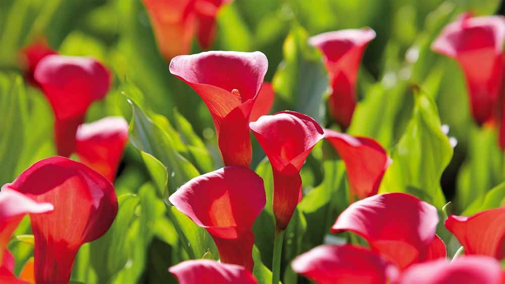 Calla - Løgbutikken
