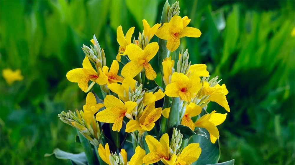 Canna - Løgbutikken