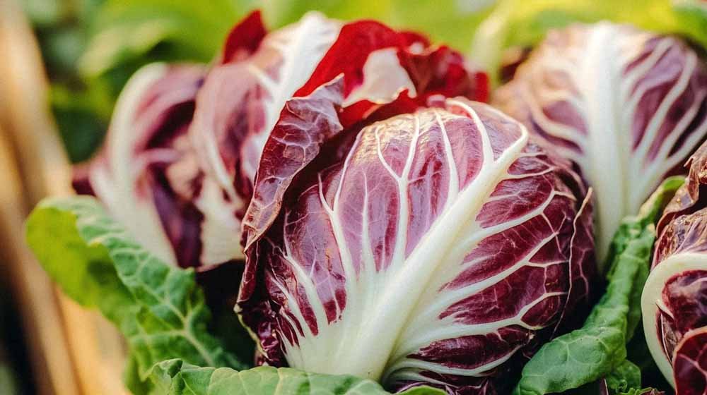 Cikorie salat frø - Løgbutikken