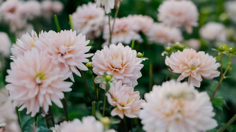 Dahlia Åkande - Løgbutikken