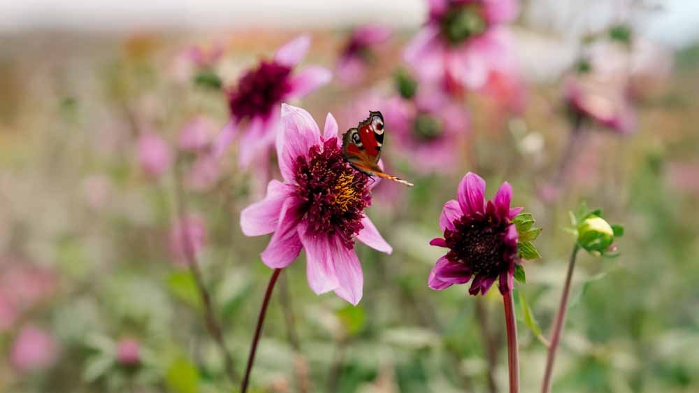 Dahlia Anemone/Enkeltblomst. - Løgbutikken