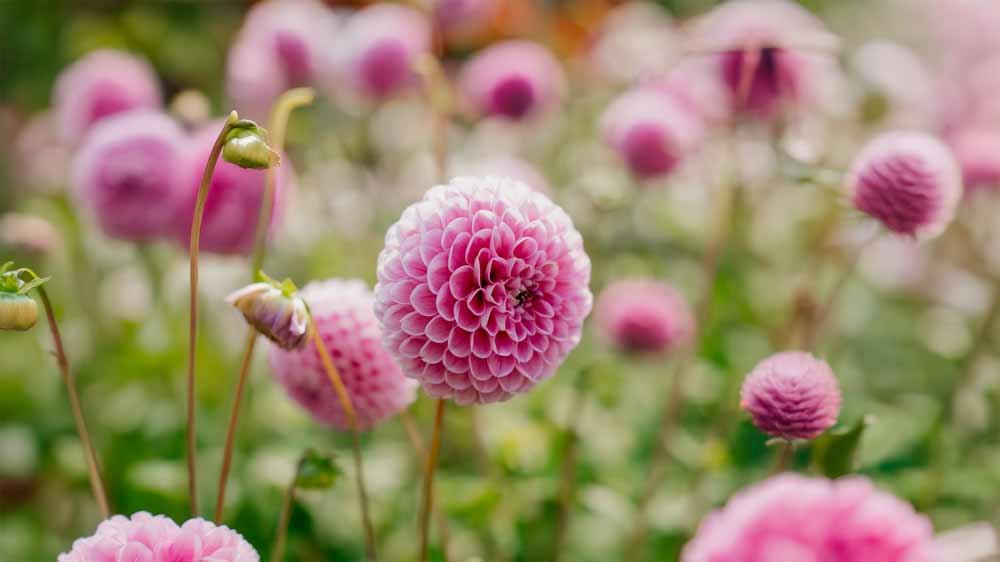Dahlia Ball - Løgbutikken