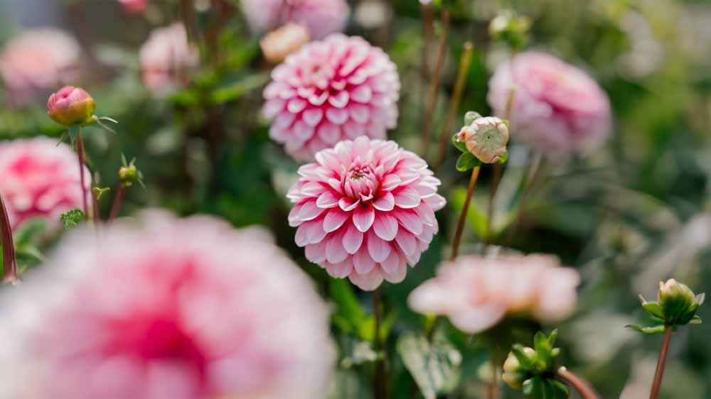 Dahlia Dekorativ - Løgbutikken