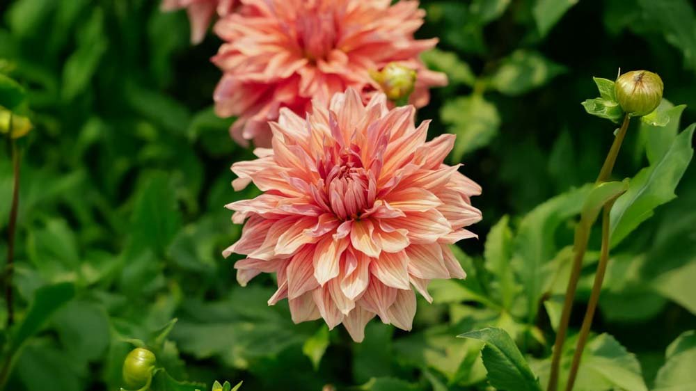 Dahlia Dinnerplate - Løgbutikken
