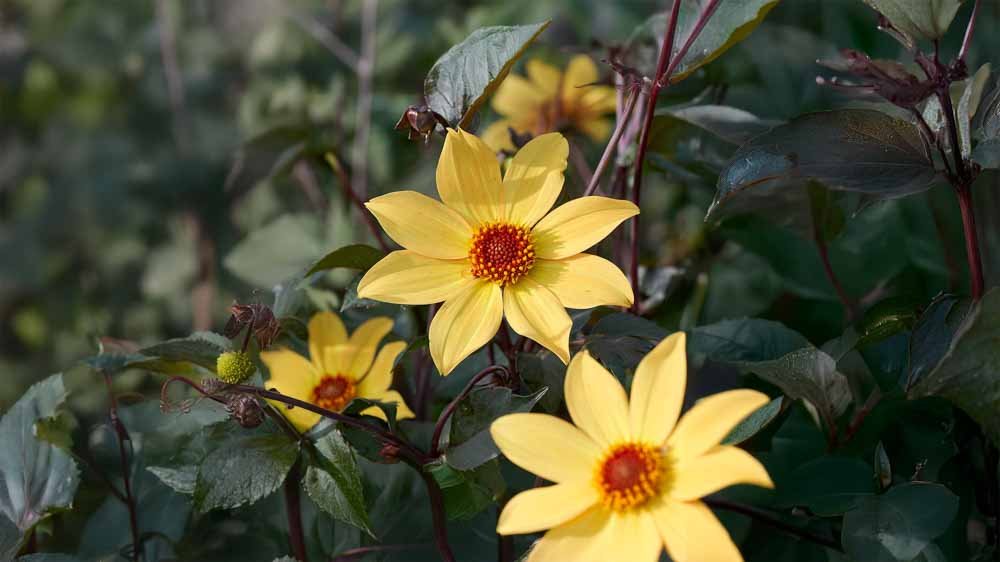 Dahlia Enkeltblomstrende - Løgbutikken