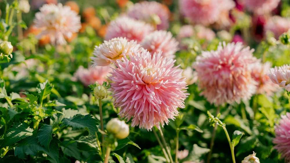 Dahlia Fimbriata - Løgbutikken