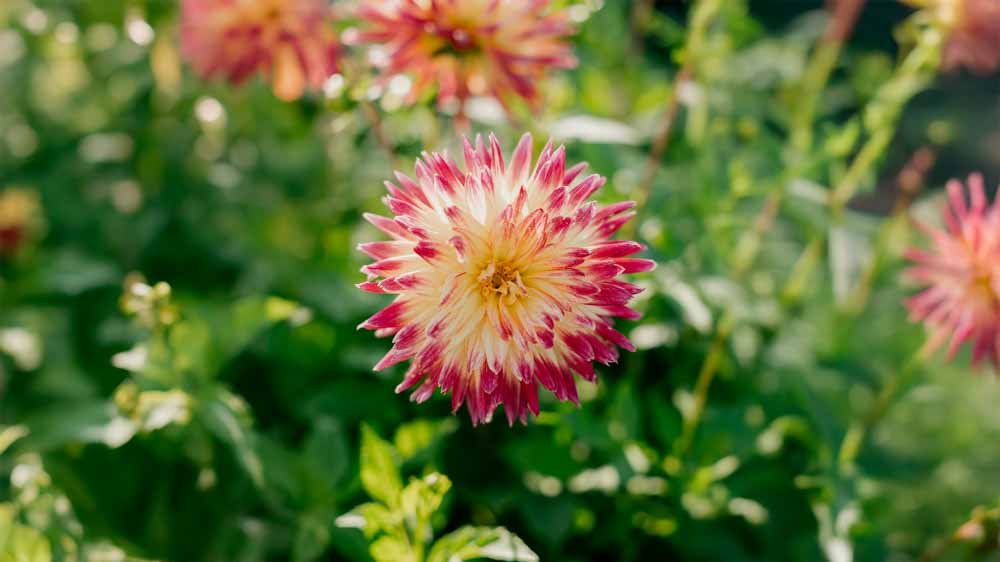 Dahlia Kaktus - Løgbutikken