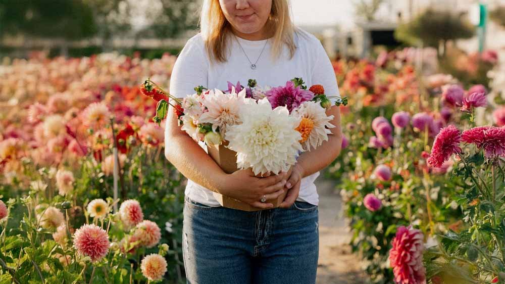 Dahlia Mix - Løgbutikken