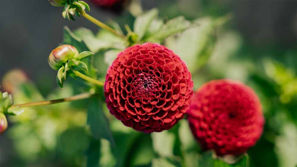 Dahlia Pompon - Løgbutikken