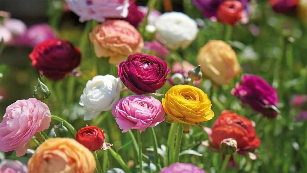 Franske Ranunkler Eksklusive - Løgbutikken