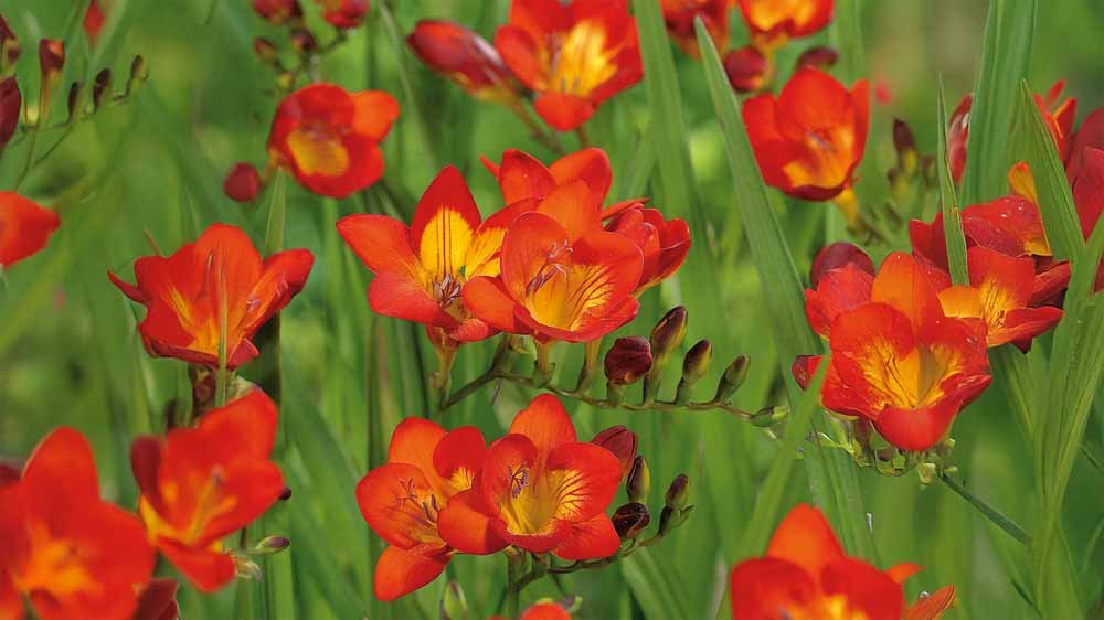 Freesia - Løgbutikken