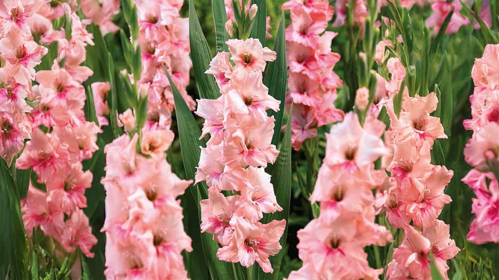 Gladiolus - Løgbutikken