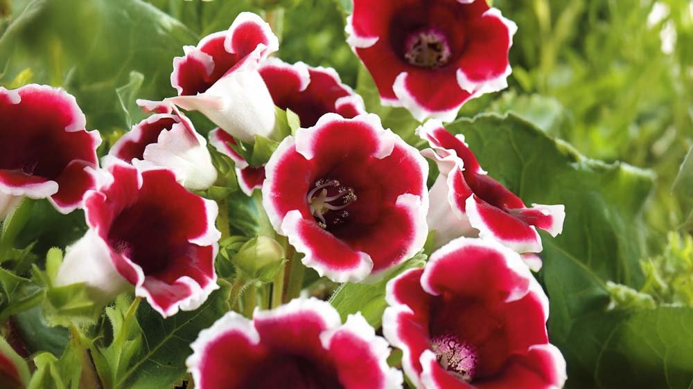 Gloxinia - Løgbutikken