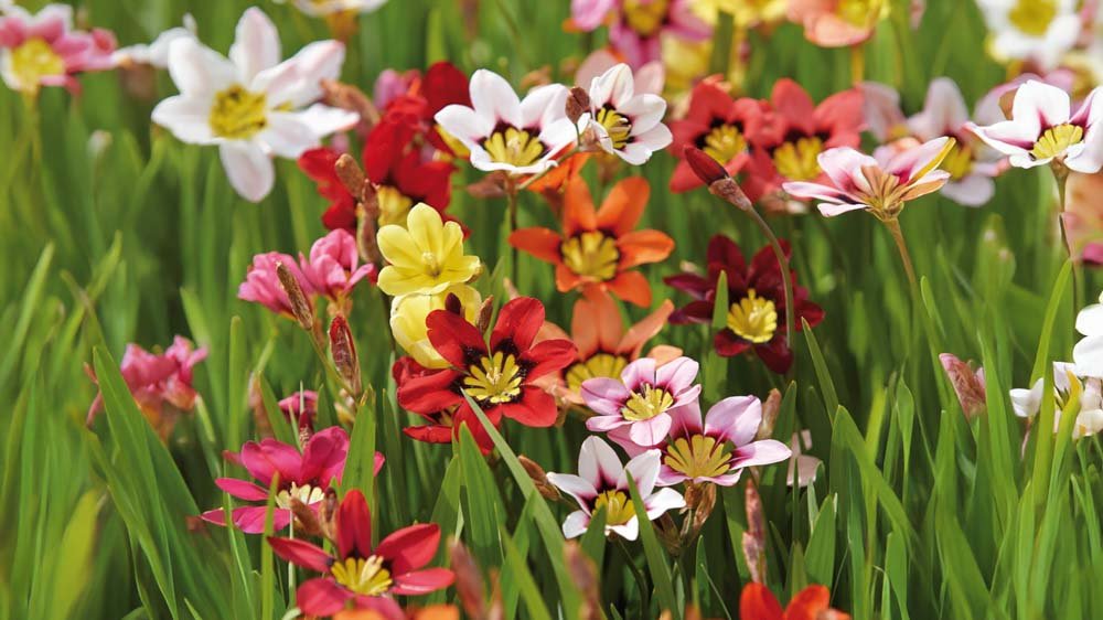 Harlekinblomster - Løgbutikken