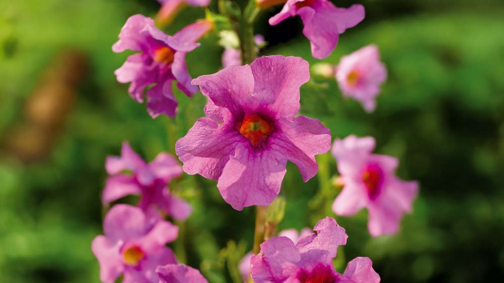 Havegloxinia - Løgbutikken