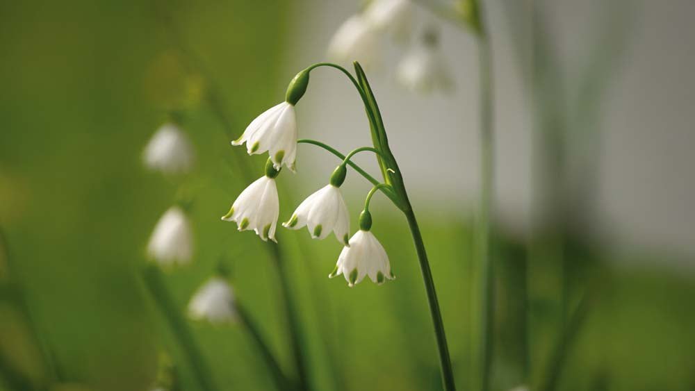Hvidblomme - Løgbutikken