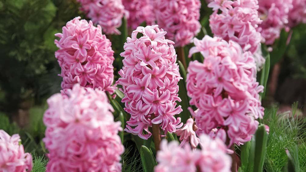 Hyacinter - Løgbutikken