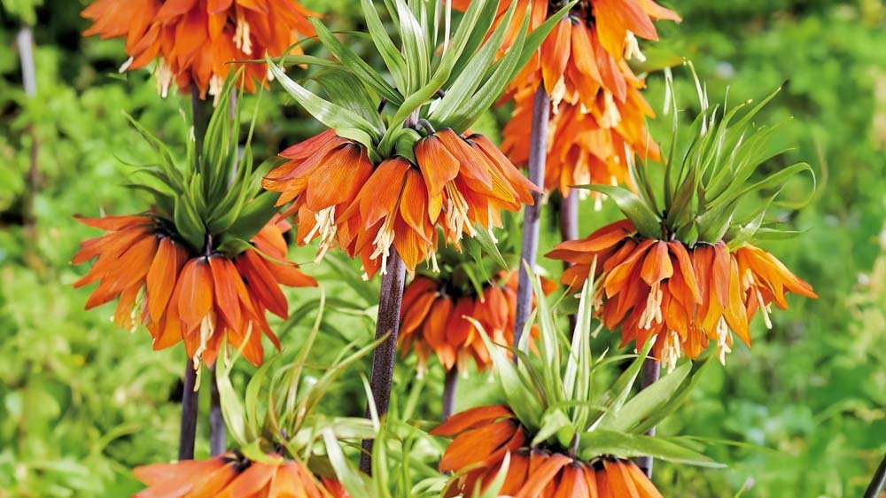 Kejserkrone / Vibeæg - Løgbutikken