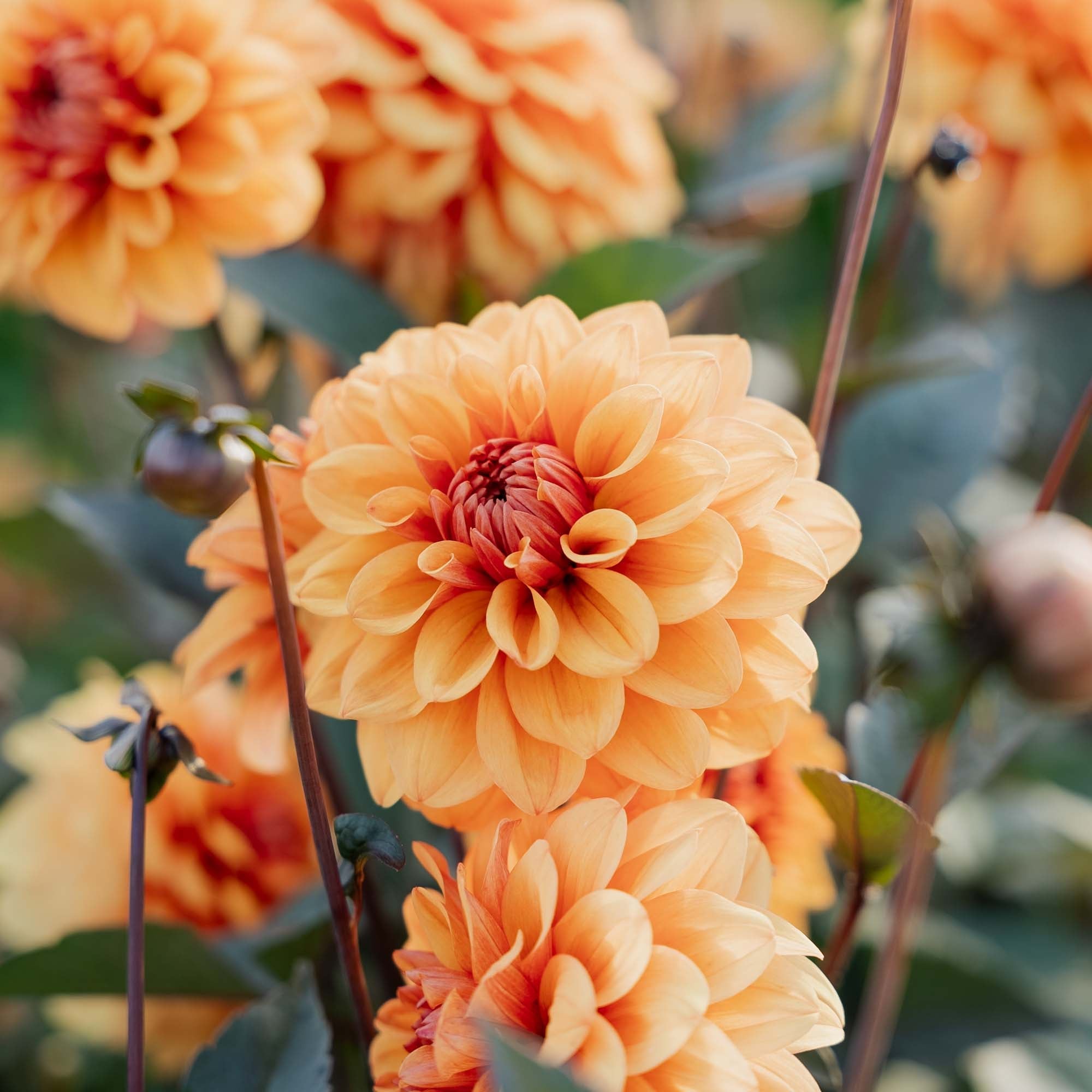 Lave Dahlia - Løgbutikken