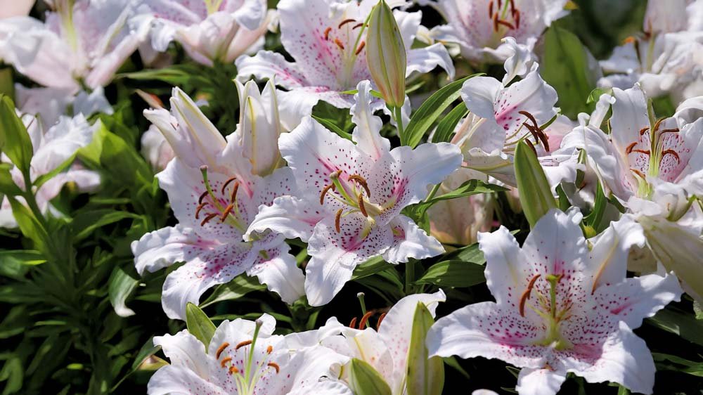 Liljer - Løgbutikken