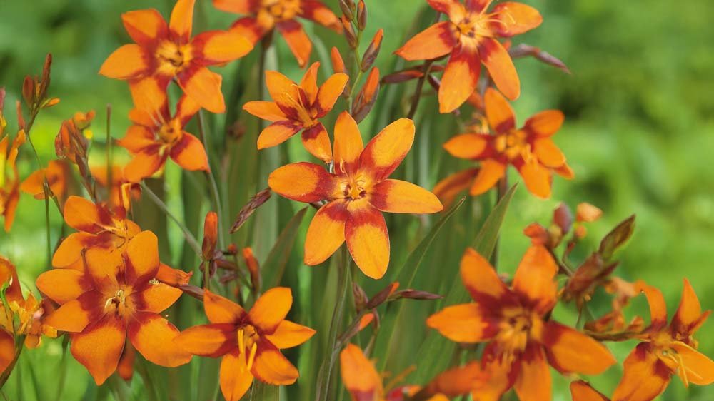 Montbretia - Løgbutikken