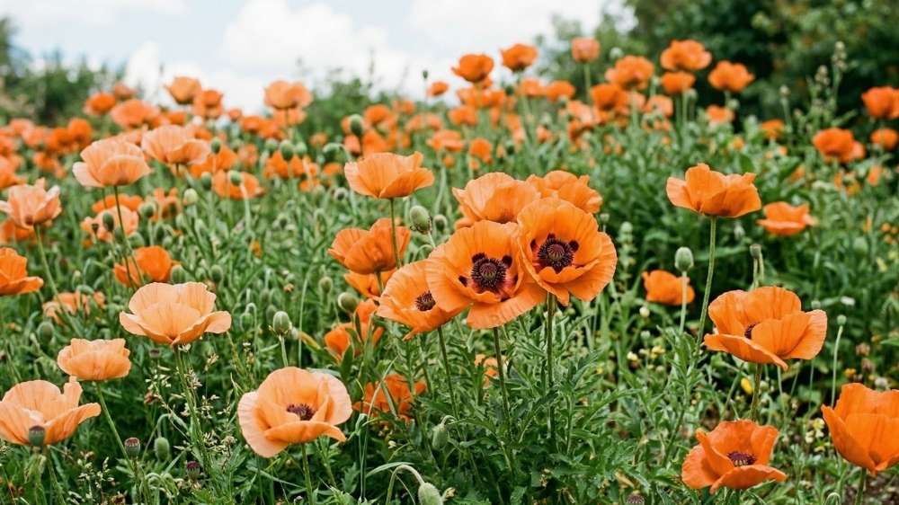 Orange valmuer - Løgbutikken