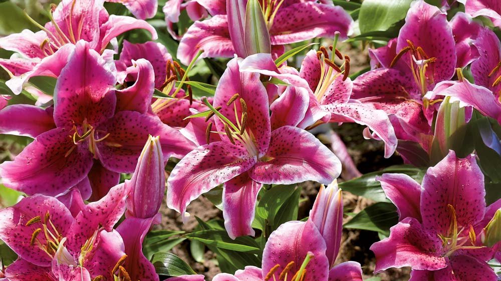 Orientalske Liljer - Løgbutikken