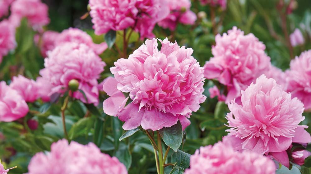 Pæoner - Løgbutikken