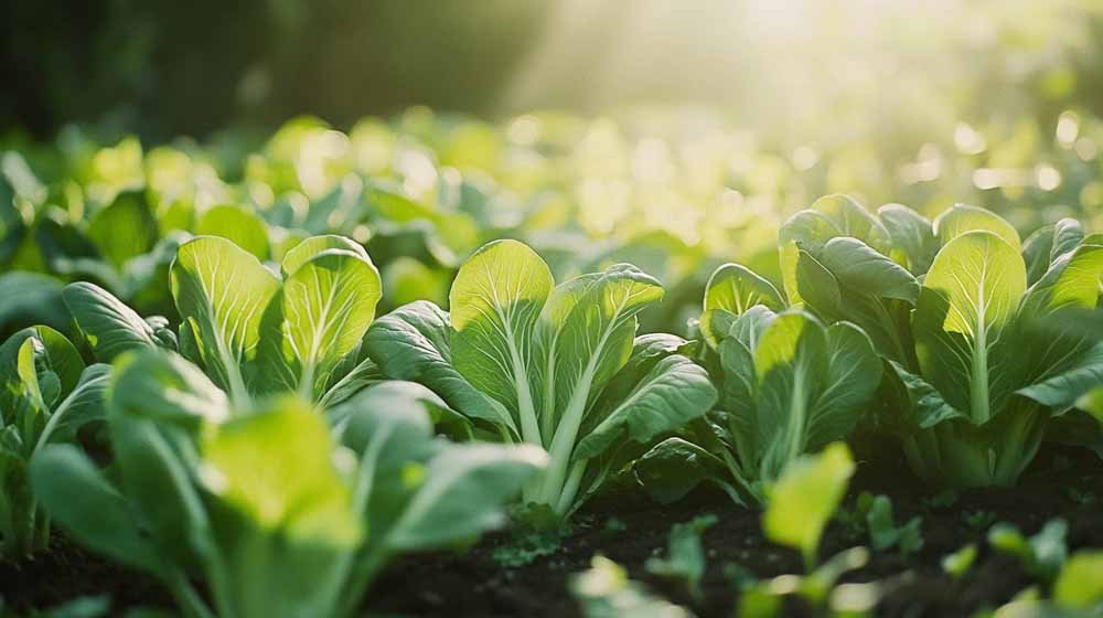 Pak choi frø - Løgbutikken