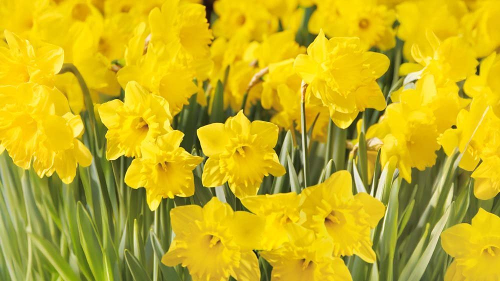 Påskeliljer - Løgbutikken