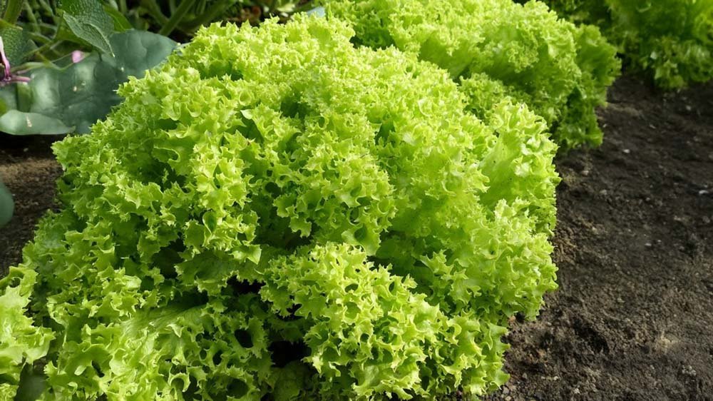 Pluksalat frø - Løgbutikken
