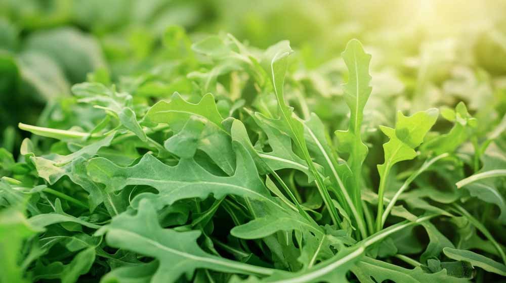 Rucola frø - Løgbutikken