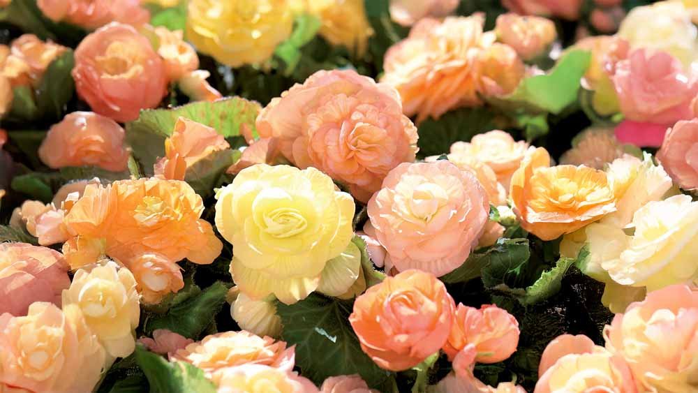 Sommerblomster - Løgbutikken