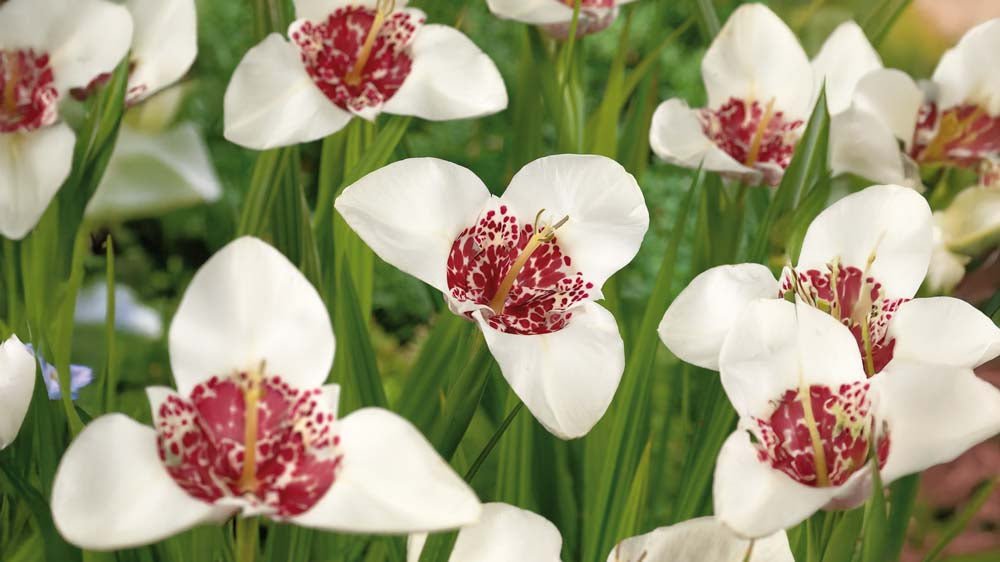 Tigerblomster - Løgbutikken