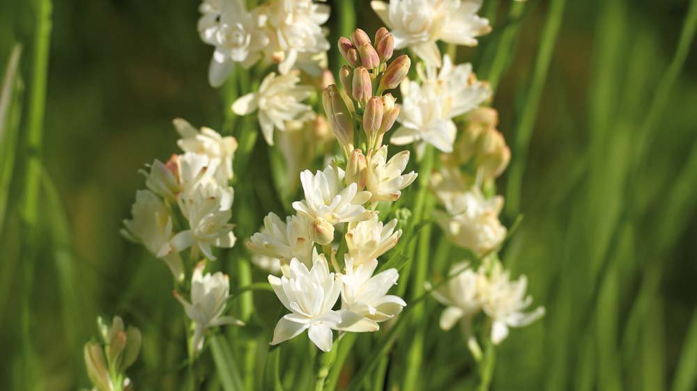 Tuberose - Løgbutikken