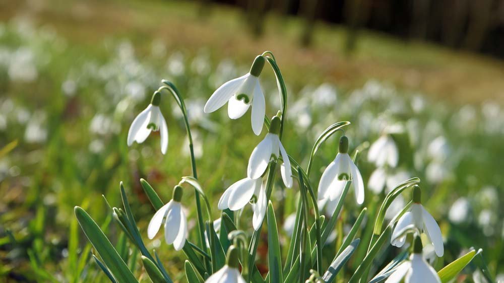 Vintergækker - Løgbutikken