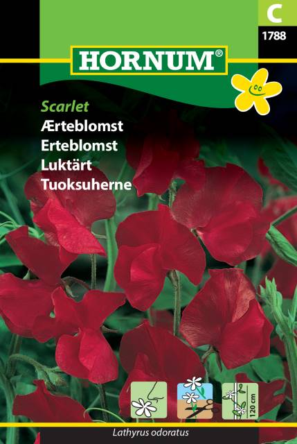 Ærteblomst 'Scarlet' Frø