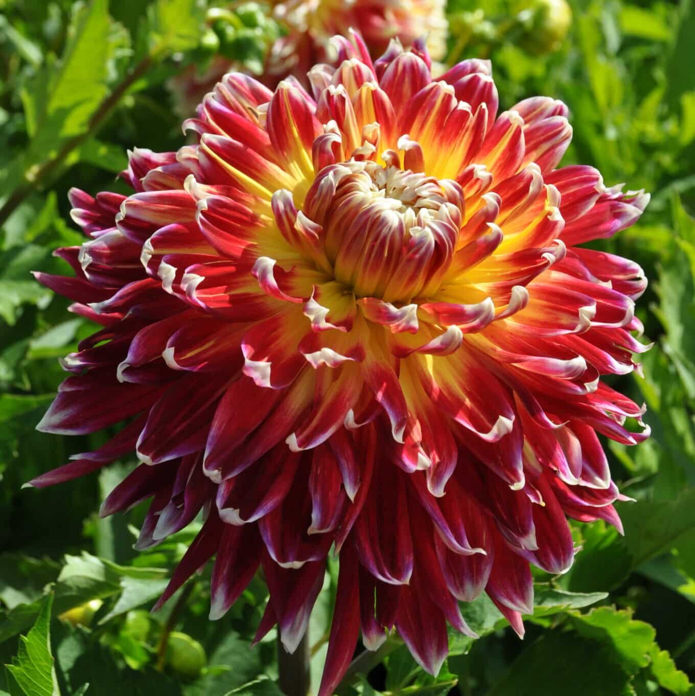 Dahlia 'Akita'