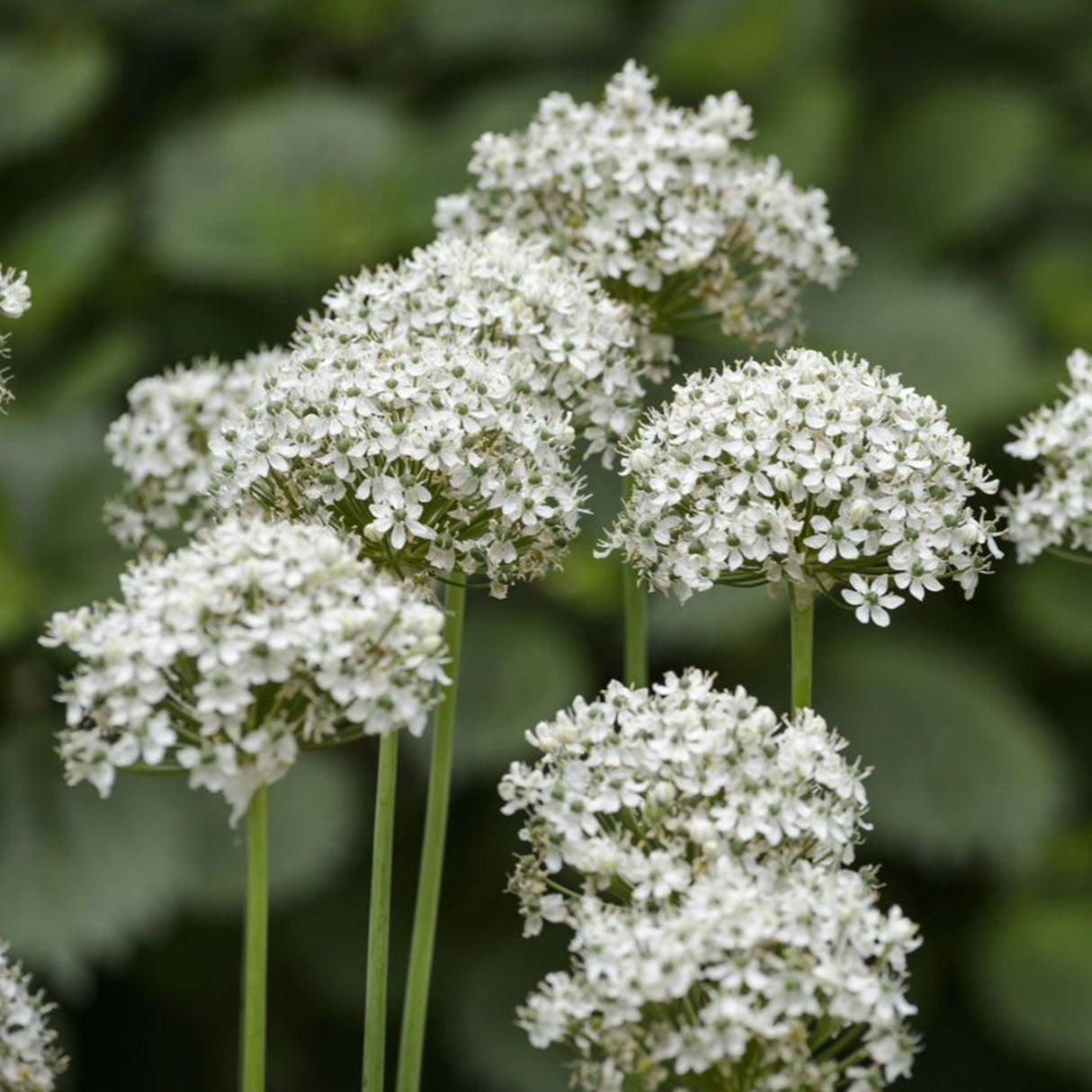 Allium nigrum