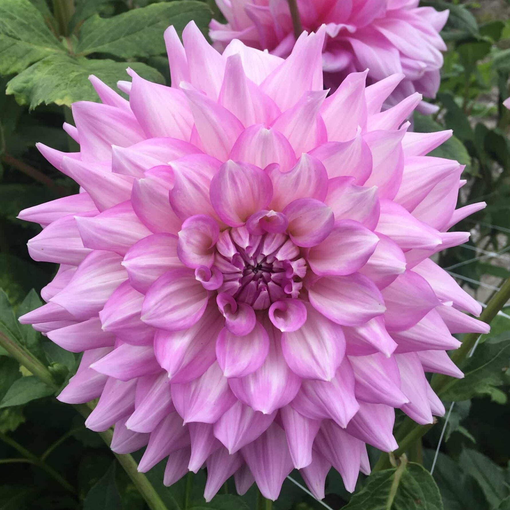 Dahlia 'Almand's Joy'