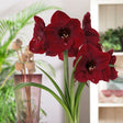 Amaryllis